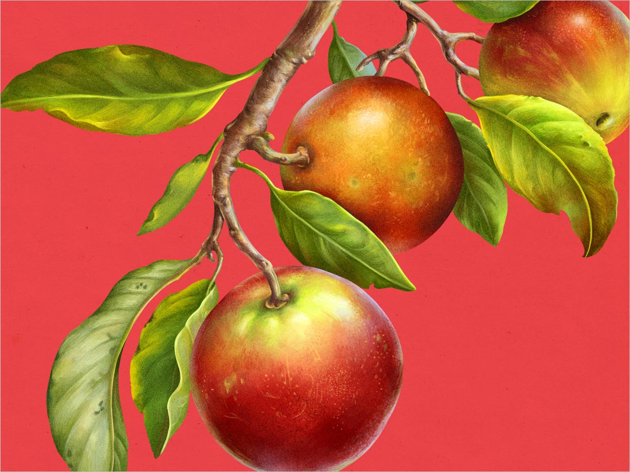 秘魯Amarumayu功能性果汁飲料包裝設(shè)計之camu插畫設(shè)計