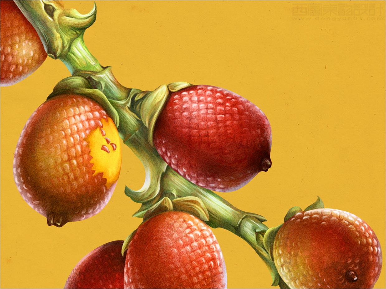 秘魯Amarumayu功能性果汁飲料包裝設(shè)計之buriti插畫設(shè)計